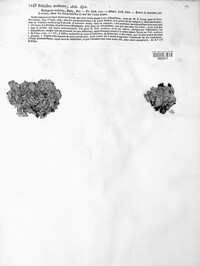 Peltigera malacea image